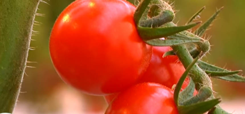 Farmarska revue pestovanie paradajok