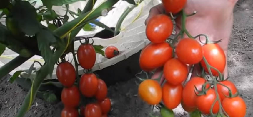 Increase the yield of your tomato plants with mycorrhiza fungi