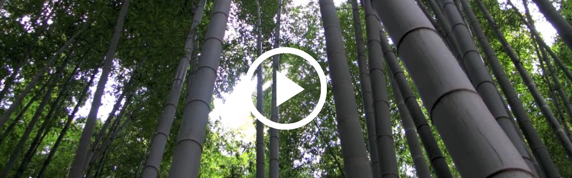 Bambus - 20 zaujmavch faktov