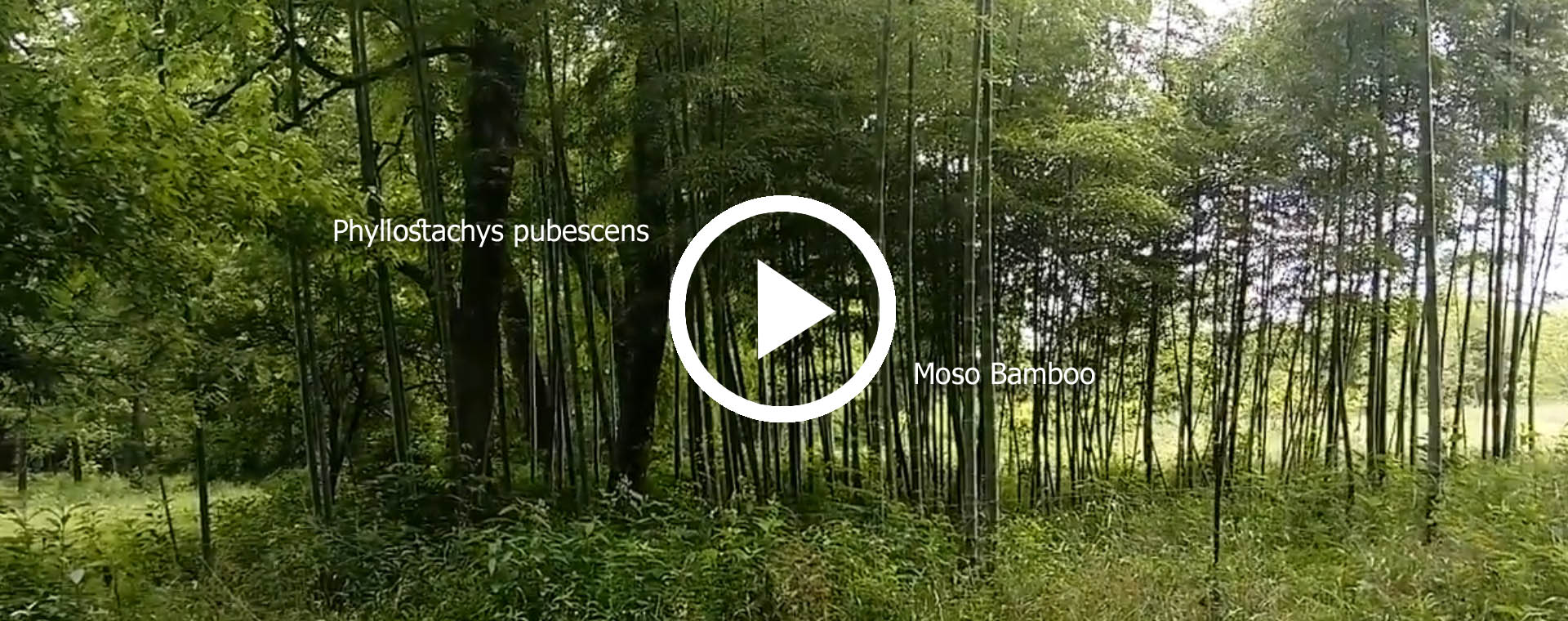 bambusov hje