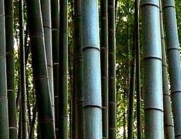 Ako pestova bambus