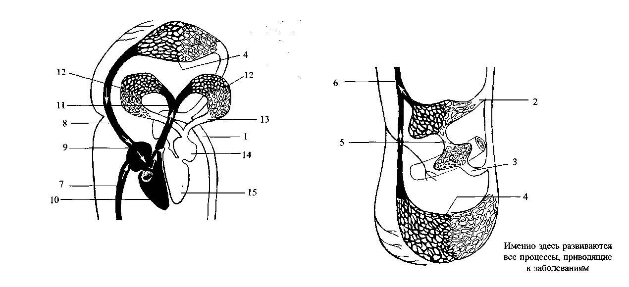 obehov systm