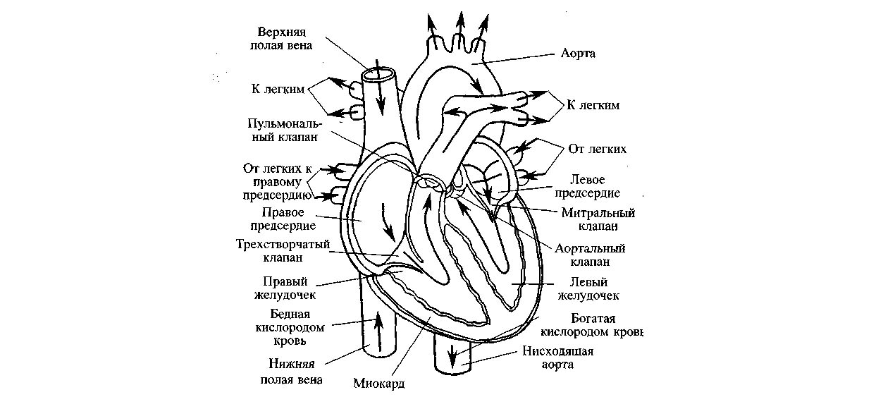 srdce