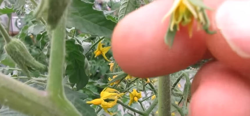 Kríženie paradajok
