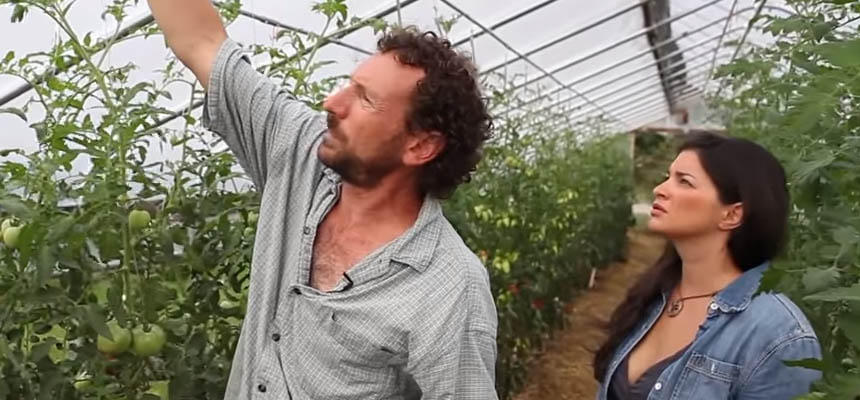 Tomato Trellising for a High Tunnel Environment