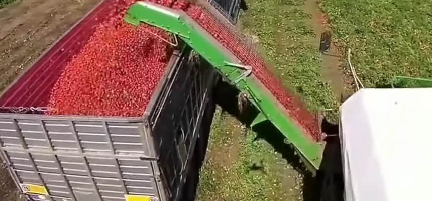 How Tomato Ketchup Is Made