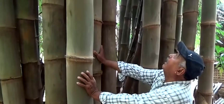 Bamboo Dendrocalamus asper. El Salvador C.A