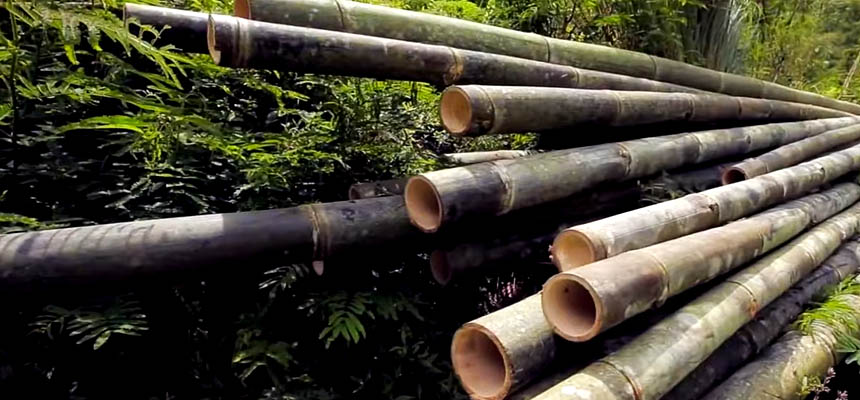 Expanding Bamboo Industry with Africa Plantation
