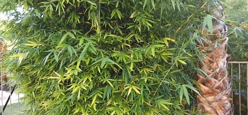 Bamboo Growing 