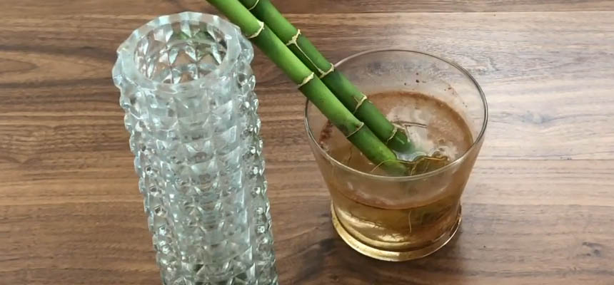 Grow Healthy Lucky Bamboo Plant