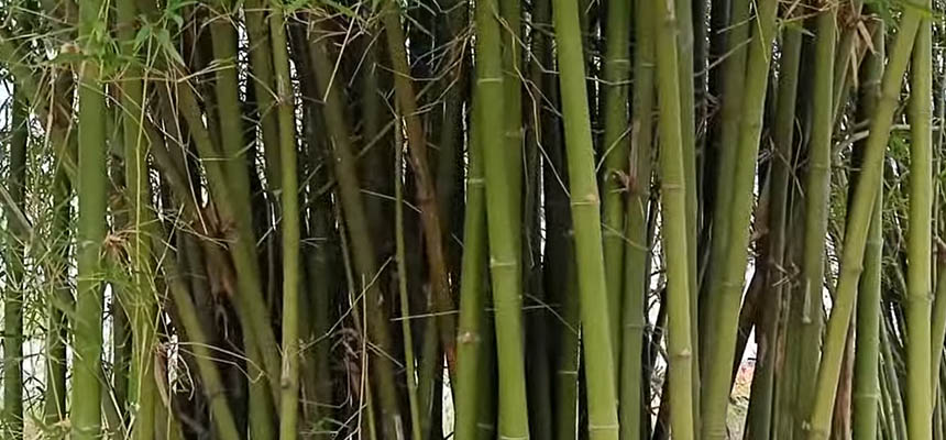 How to grow bamboo with Rhizome Transplant