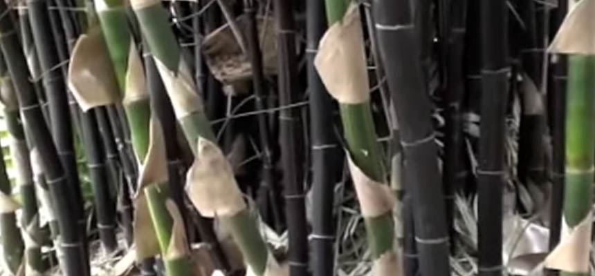 Bamboo mushroom