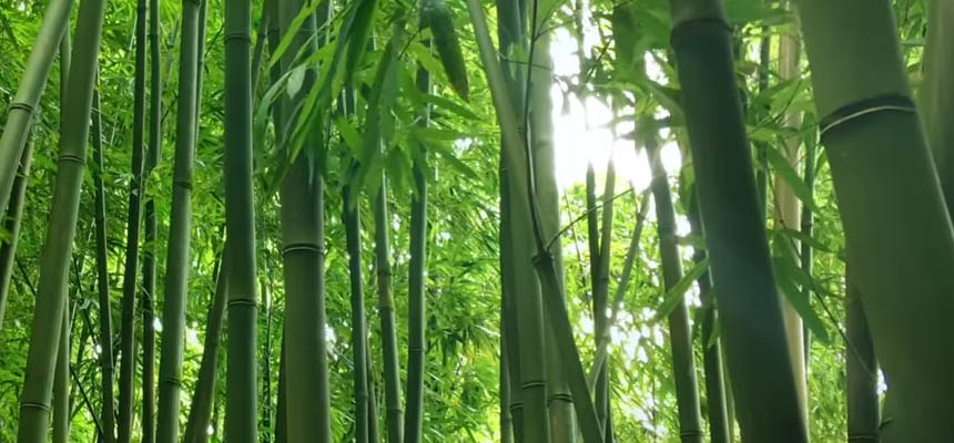 Bamboo relaxing