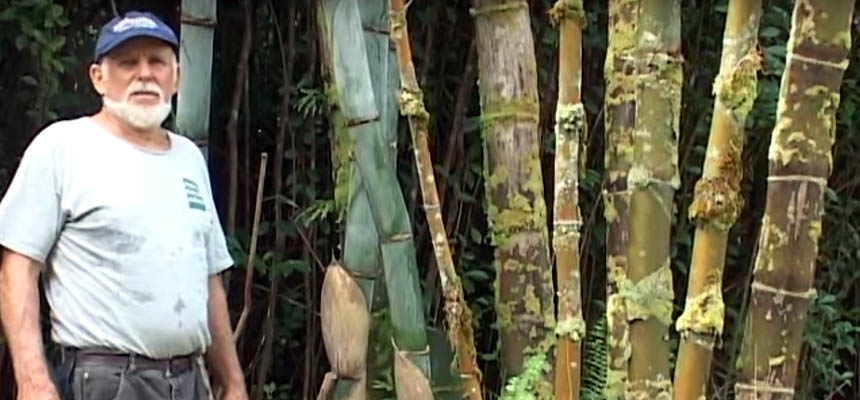 Bamboo Joseph Dalrymple