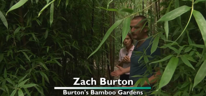 Burton's Bamboo Garden