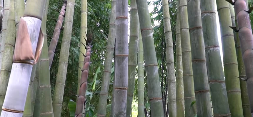 Tropical Bamboo Nursery and Gardens