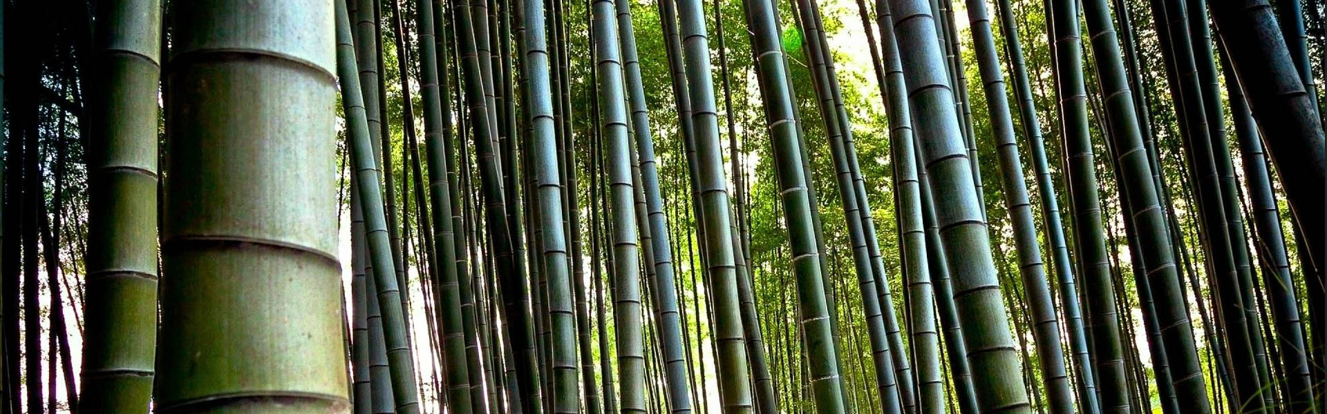 pestovať bambus