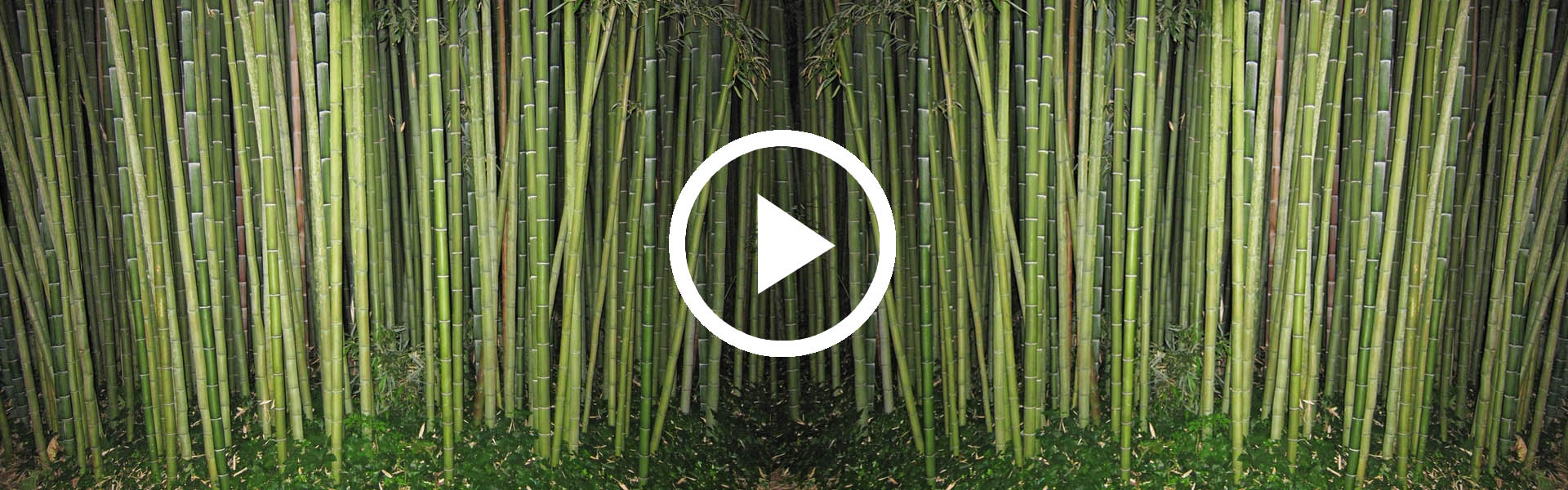 bambusový plot