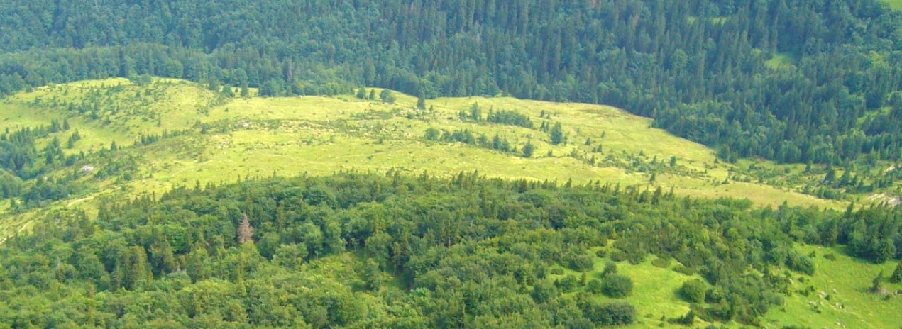 Znovuzrodenie lesa - samozalesňovanie