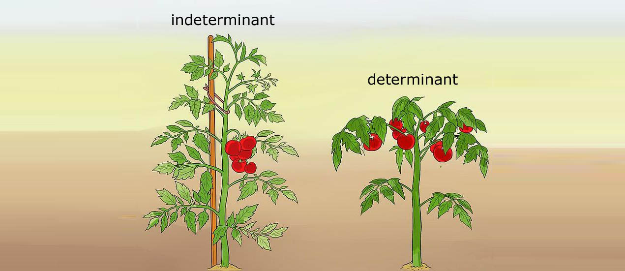Determinantné paradajky