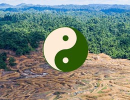záchrana pralesov